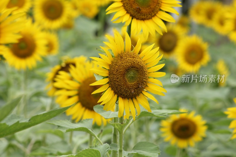 大片向日葵花田绿叶黄花生机勃勃