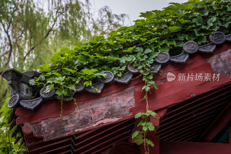 山东济南大明湖景区青瓦红墙绿意盎然