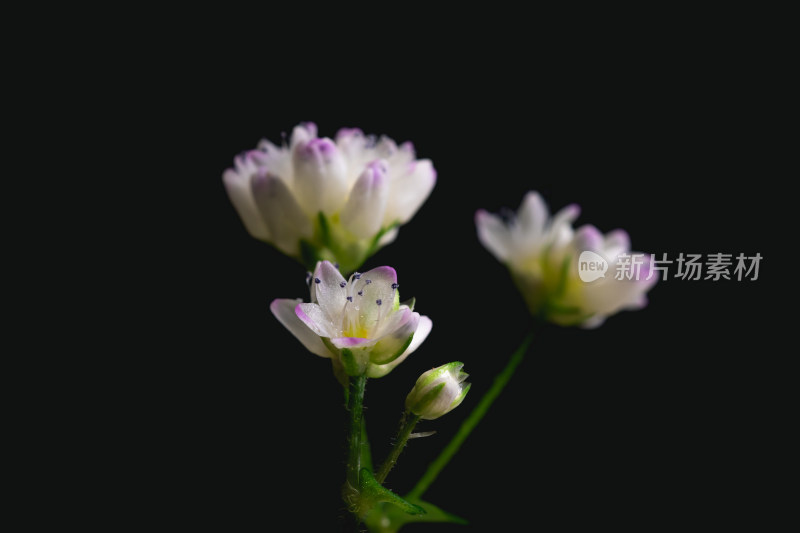 黑色背景小花特写