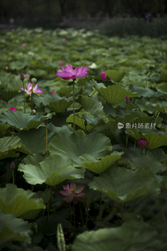 夏季公园荷塘荷叶丛中荷花特写