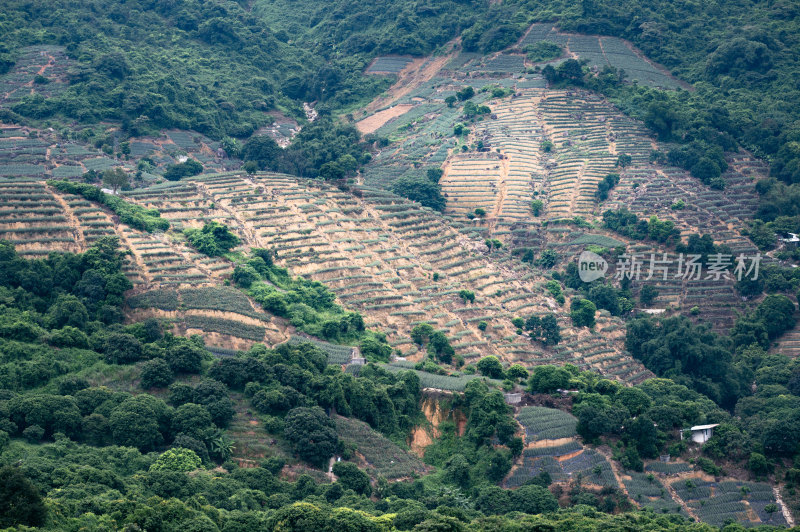 神湾镇高山梯田菠萝种植园