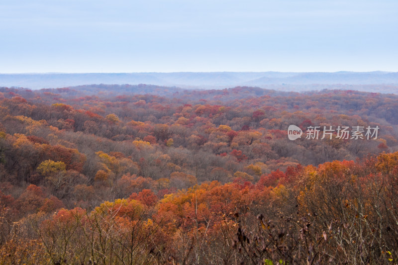 秋天红色枫树原始森林景观