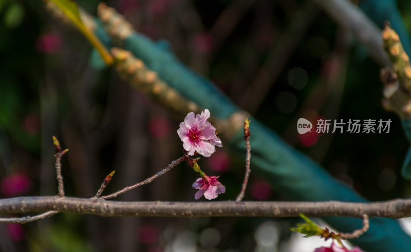 枝头盛开的粉色樱花特写