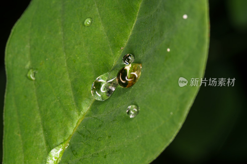 晶莹剔透的露珠与绿叶