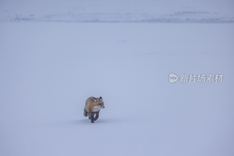 雪地中行走的狐狸