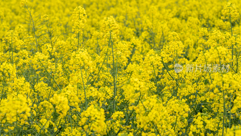 湖北武汉蔡甸区消泗油菜花特写