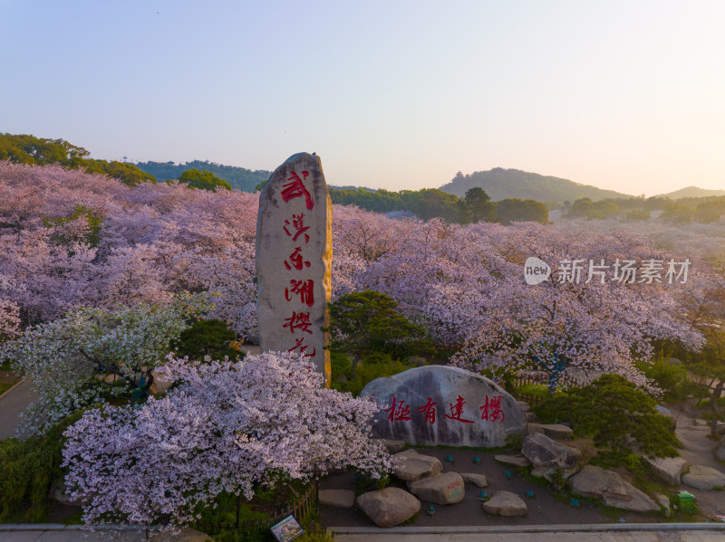 武汉东湖磨山樱花园樱花盛开