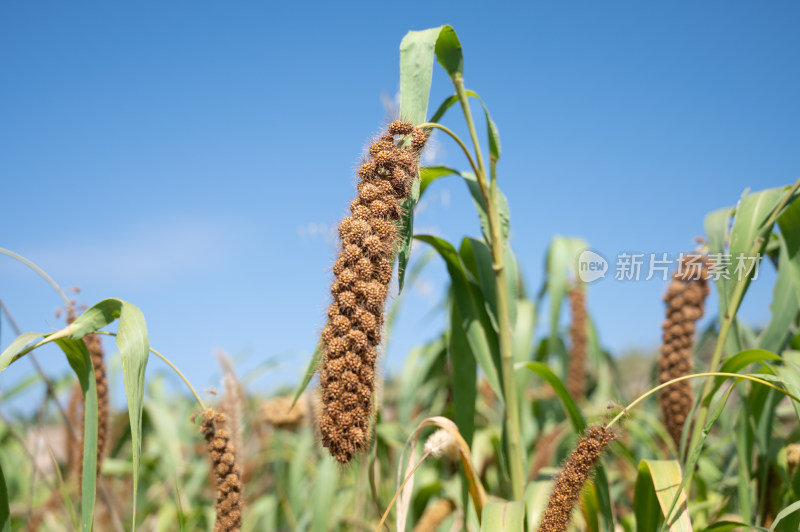 北方秋天乡村收获季节的小米谷物