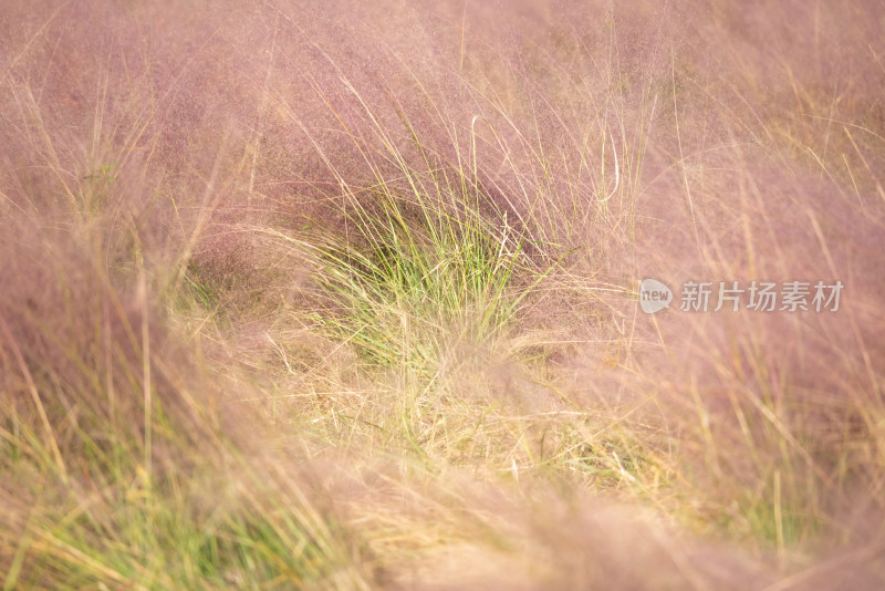 上海嘉北郊野公园粉黛乱子草景观