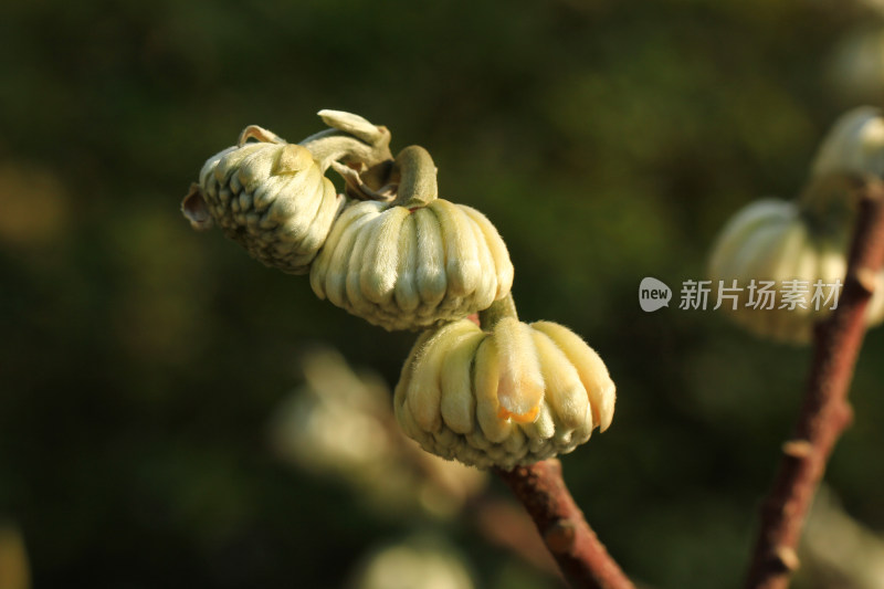 结香花花蕾实拍素材