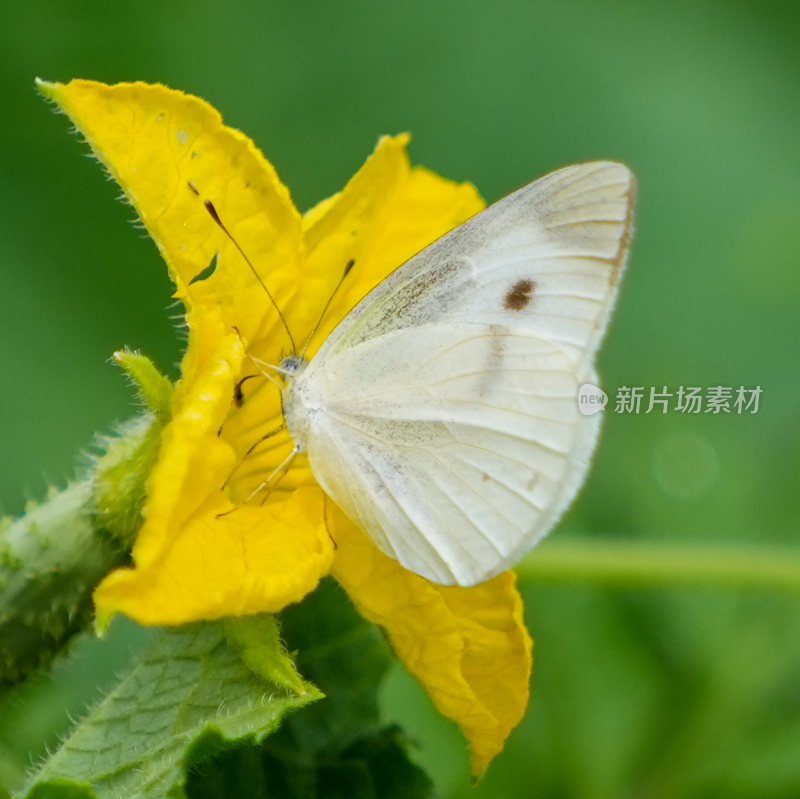 蝴蝶花蝴蝶传粉舞蹈