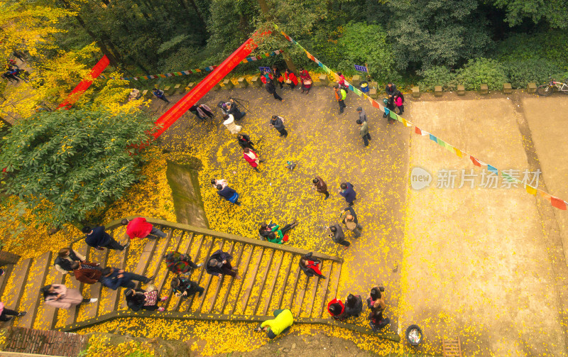 成都大邑白岩寺银杏