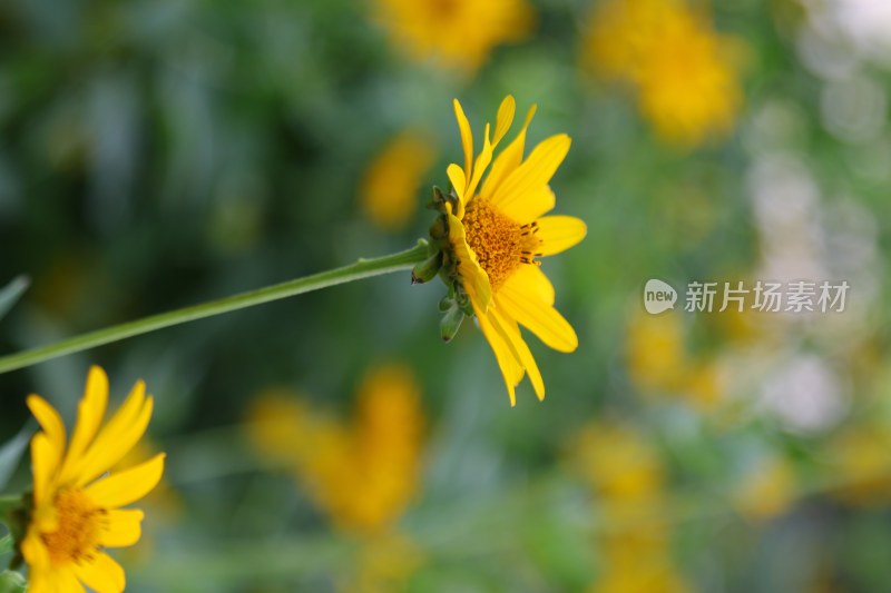 野雏菊花系列