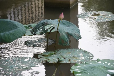 广东东莞：荷花池里荷叶田田 荷花盛开