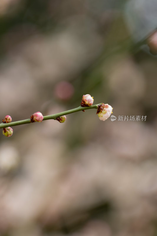 含苞待放的花苞樱花梅花枝