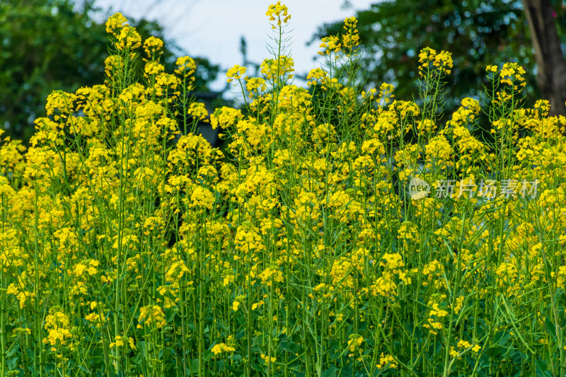 盛开的黄色油菜花田