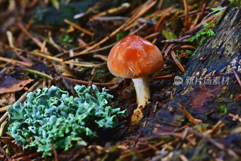 野生菌野生菌蘑菇生长环境菌类山菌