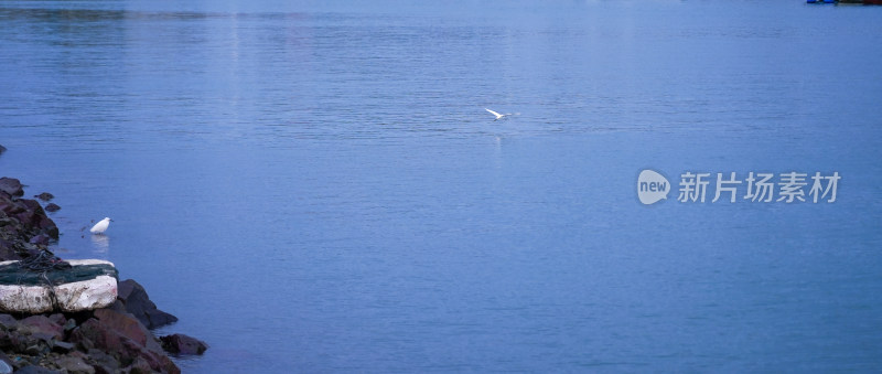 海边大海平潭海鸟渔船