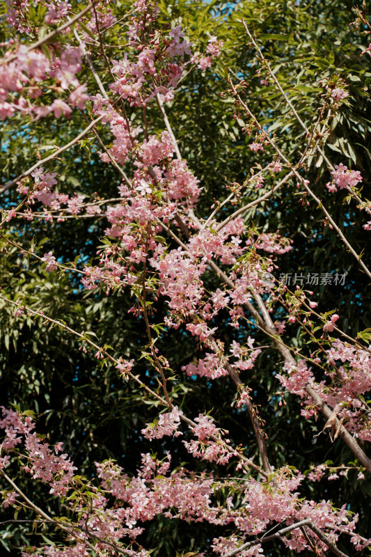 北京玉渊潭公园樱花节樱花树樱花