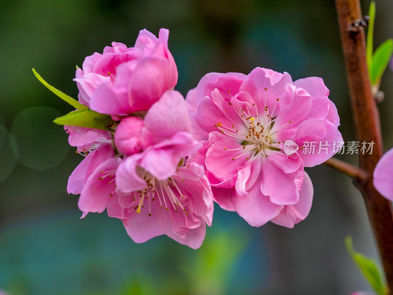 春天的桃花开花特写