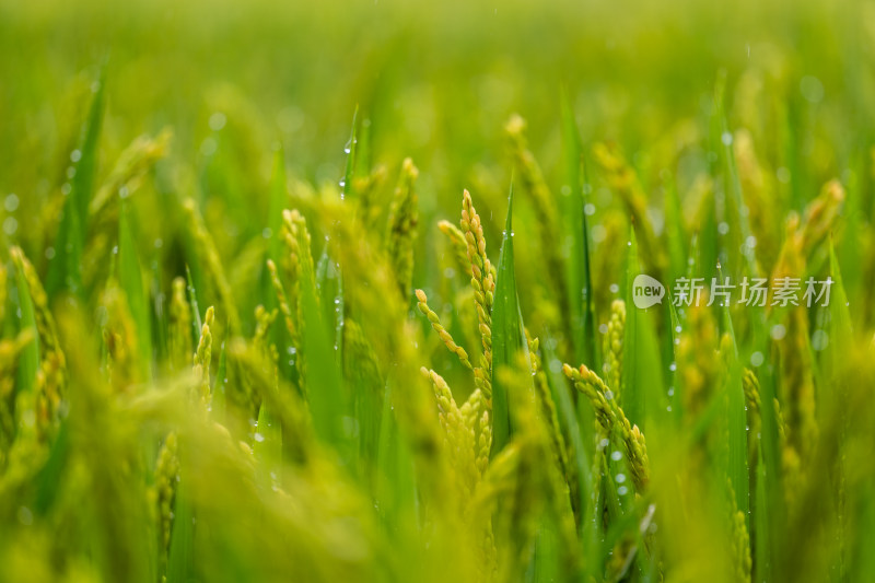 雨后的绿色良种有机水稻特写