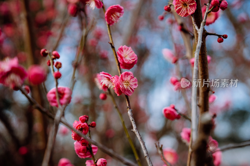 西溪湿地盛开的梅花