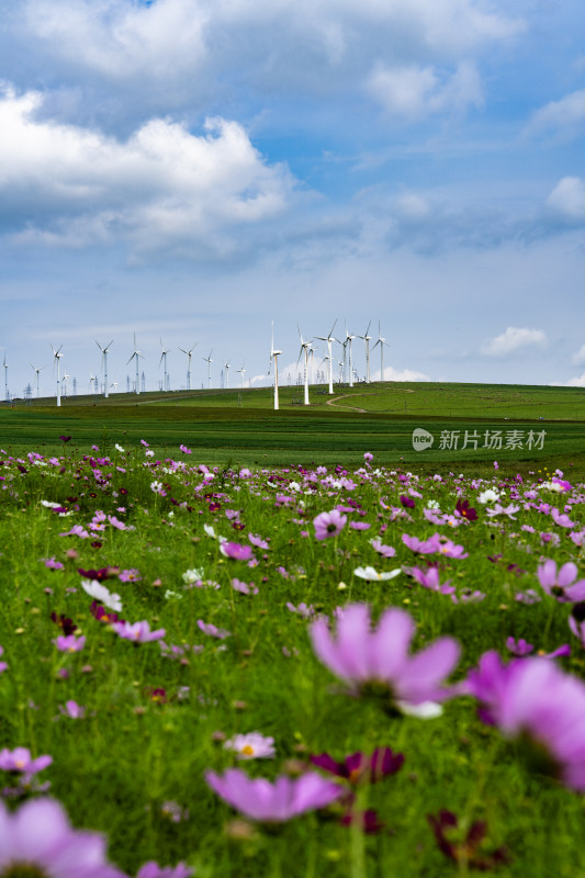 蓝天白云下的沙漠与绿植自然景观