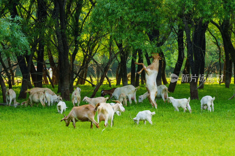 草地上的波尔山羊