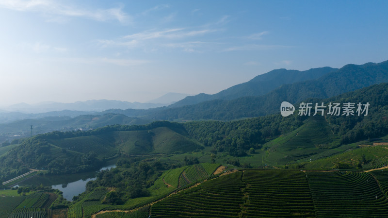 航拍杭州龙坞茶园 茶山 茶田