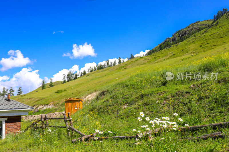 新疆阿勒泰地区喀纳斯森林草原自然风景