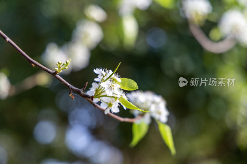 春天豆梨花