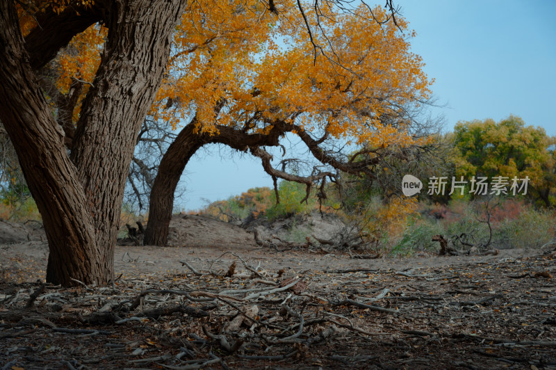 金秋戈壁滩上的大漠胡杨林