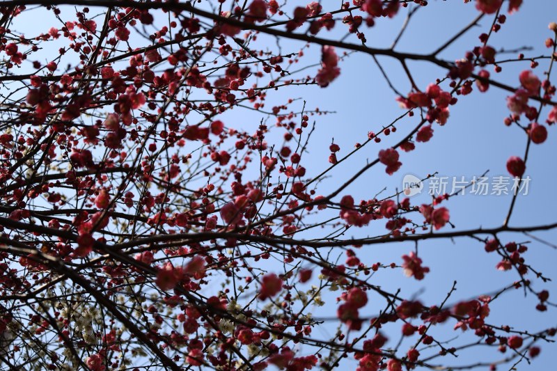 蓝天背景下盛开的红色花朵