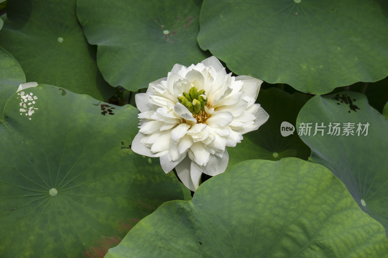 夏日炎炎池塘里盛开荷花随风送来香气