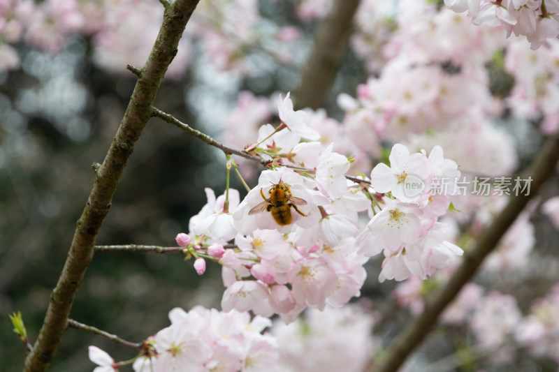 蜜蜂停留在盛开的樱花枝头（7连拍）