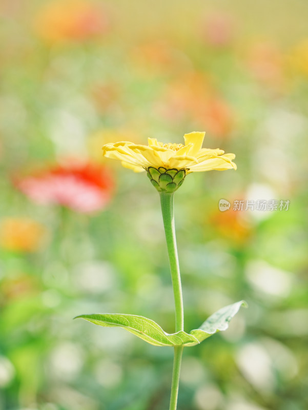 阳光下黄色百日菊特写