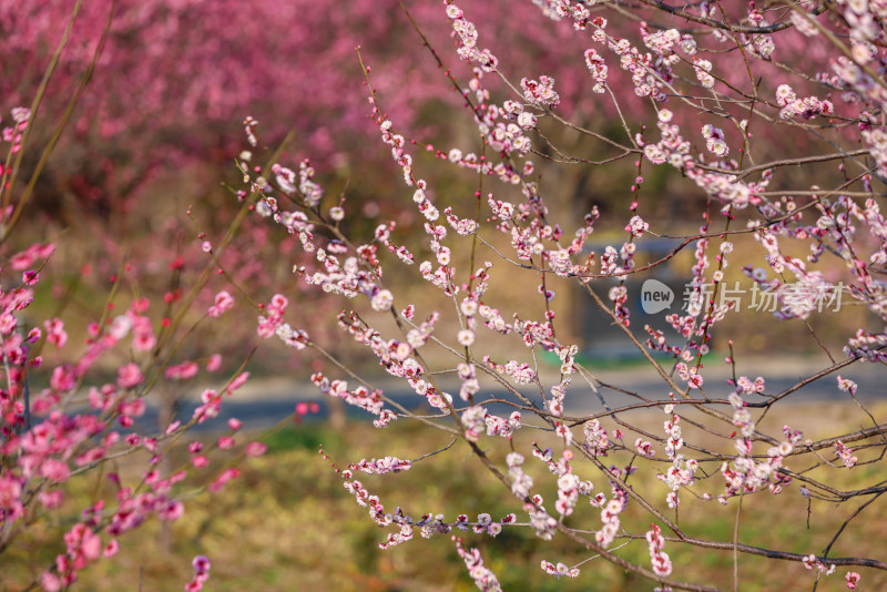 花开海上梅花节