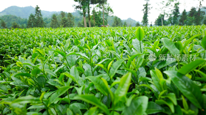 明前茶茶园茶山茶叶美景景色