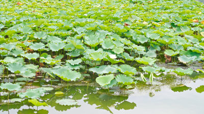 云南普者黑湿地公园荷花世界