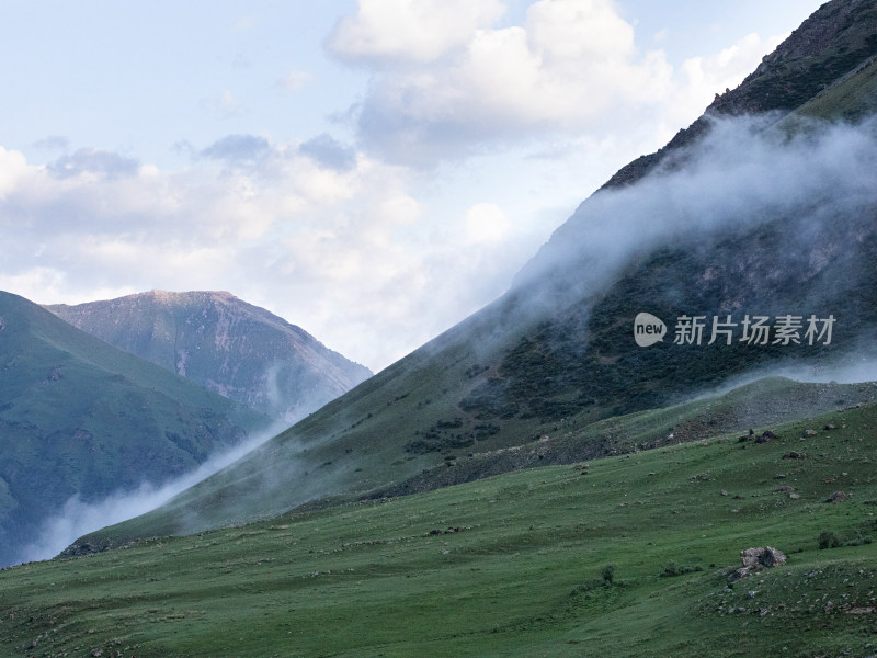 夏天新疆伊犁，早晨草原森林雾气的自然风景