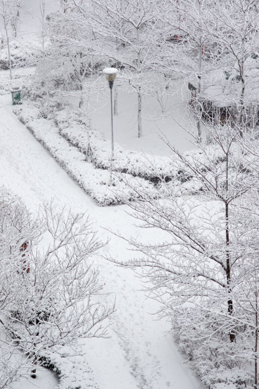 大雪后树上洁白的冰挂