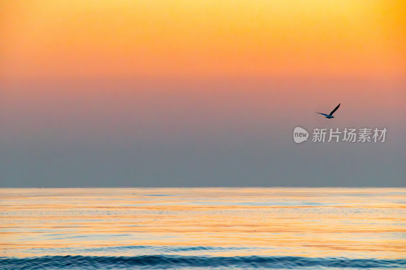 海上飞鸟与日出