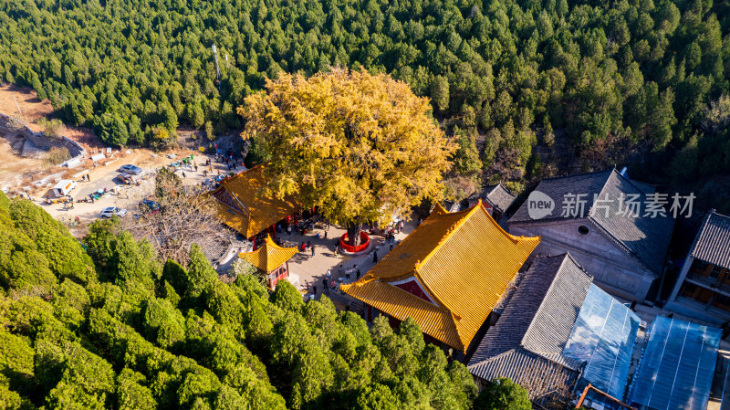 山东济南淌豆寺秋天黄色千年银杏树叶美景