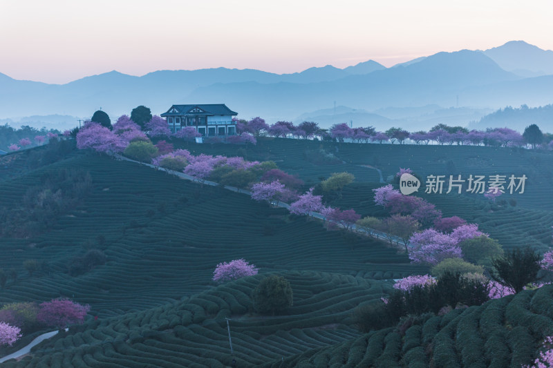 龙岩永福台品樱花茶园