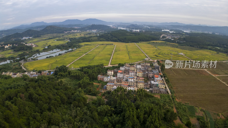 韶关梨市茶山金色稻田