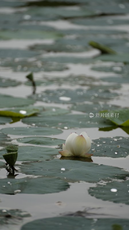 四川成都青龙湖湿地公园的荷花和莲蓬