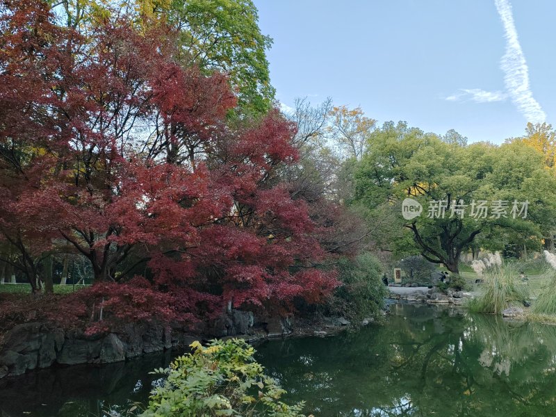 水边红叶树秋景