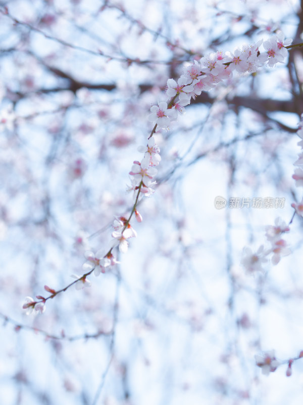 春天盛开的粉色山桃花特写