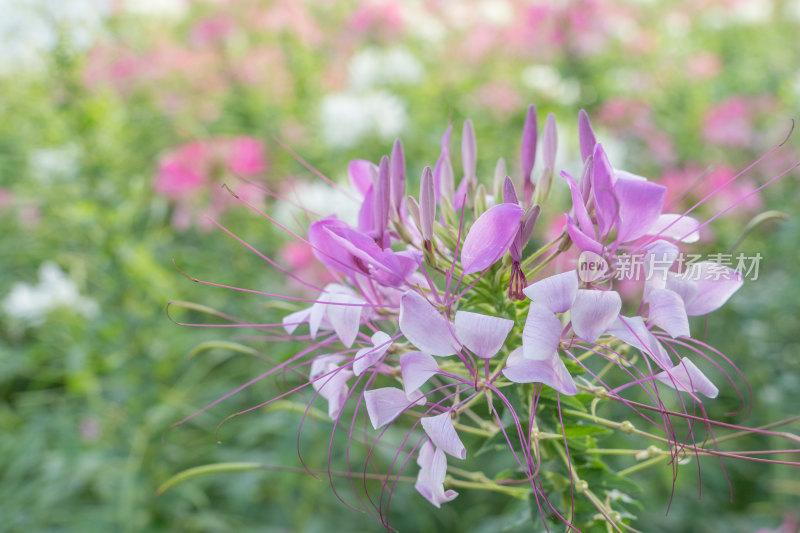 花丛中一朵紫色的醉蝶花-柳州雀儿山公园