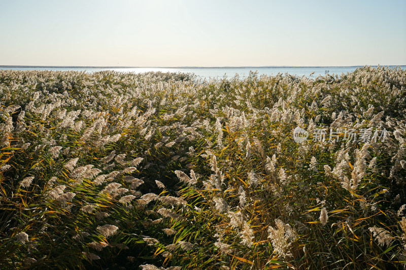 内蒙古额济纳，日出时分，居延海与芦苇荡